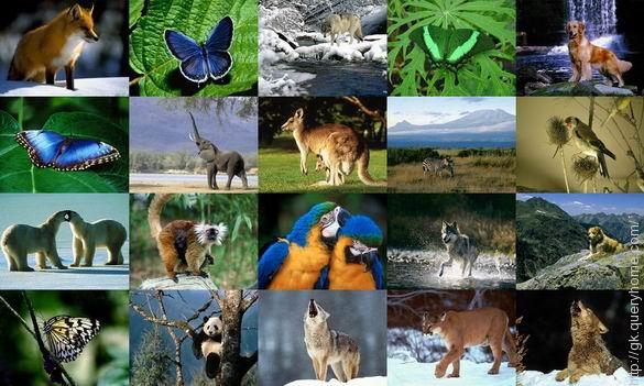 which-country-has-the-most-species-of-animals